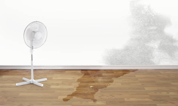 Best Water damage cleanup near me  in Babson Park, FL